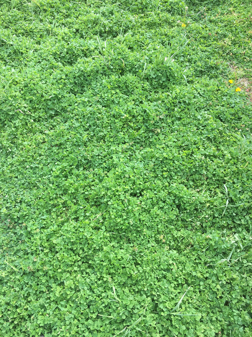 2019 Takeuchi TB260 Takeuchi TB260 Canopy w/Rubber Tracks, Auxiliary Hydraulics, Standard Blade, Manual QC, 12 / 18 / 24" Buckets, Hydraulic Thumb Installed