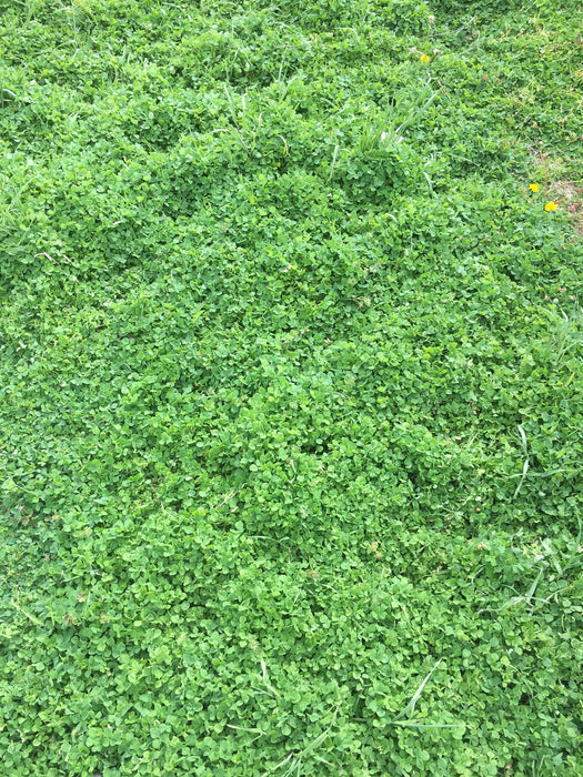 2019 Takeuchi TB260 Takeuchi TB260 Canopy w/Rubber Tracks, Auxiliary Hydraulics, Standard Blade, Manual QC, 12 / 18 / 24" Buckets, Hydraulic Thumb Installed