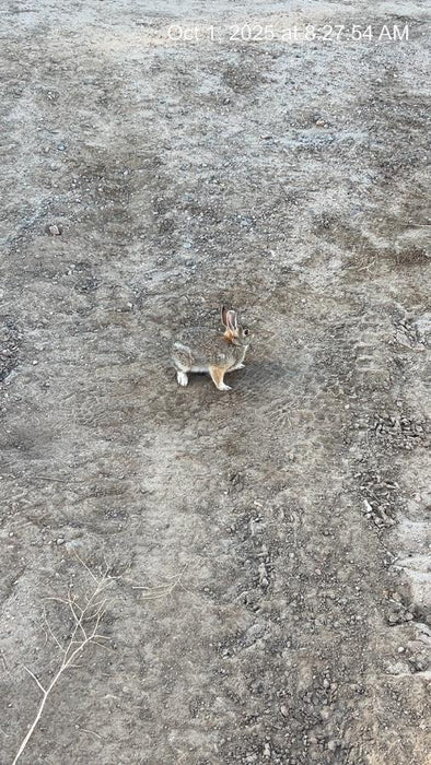 2025 HUSQVARNA FS524