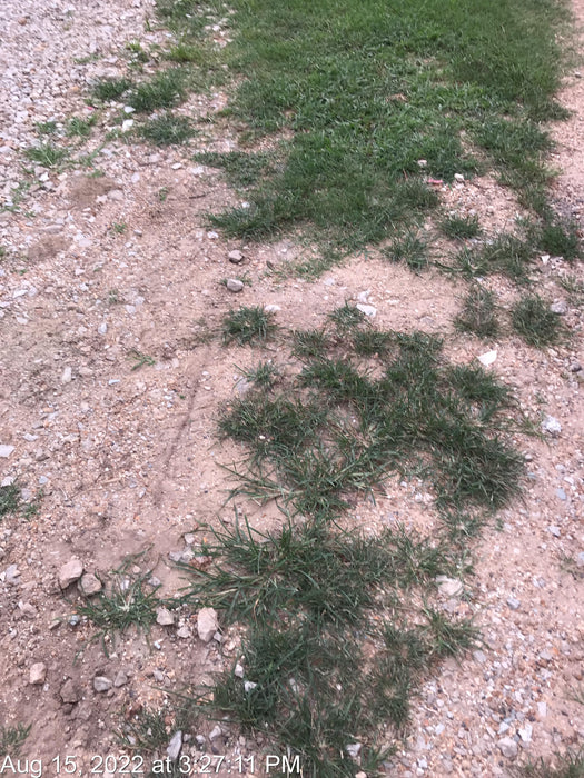 2022 ATLAS COPCO QAS200