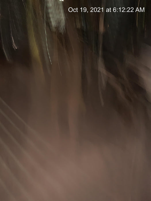 2021 KOMATSU FG25T-16 LP-Scale System