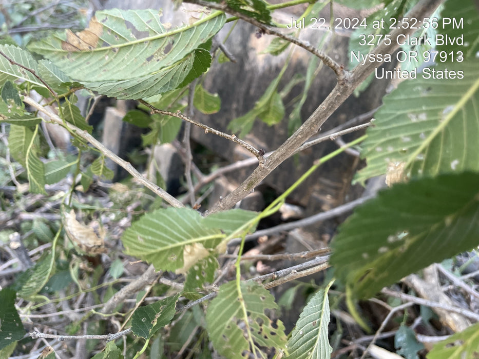 2023 TAG MANUFACTURING 24" Backhoe Bucket