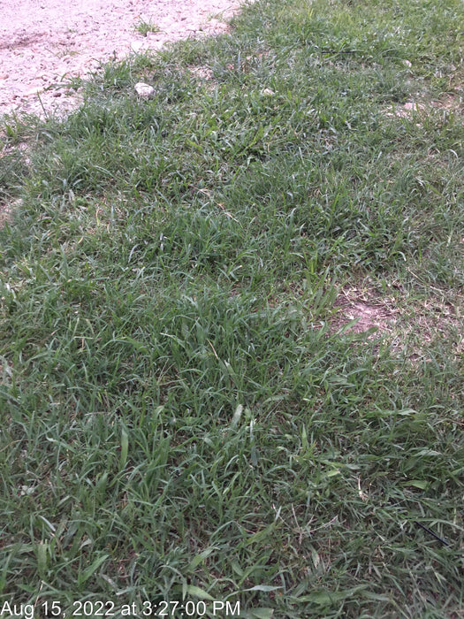 2022 ATLAS COPCO QAS200